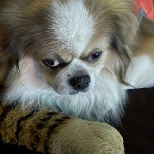 Meet your Posher, Annie